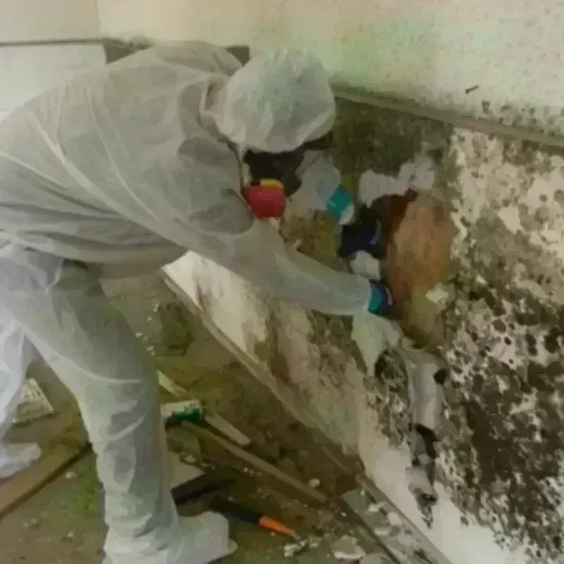 Mold Remediation and Removal in Camden County, NC